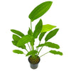 A potted Echinodorus uruguayensis 'Tricolour' isolated on a white background. The plant features long, lance-shaped green leaves extending from its base, showing its healthy and structured growth. The net pot is visible, indicating its suitability for aquascaping and transplanting into an aquarium.