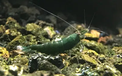 Skyfish - Neocaridina davidi 'Green Jade' (Green Jade Shrimp)