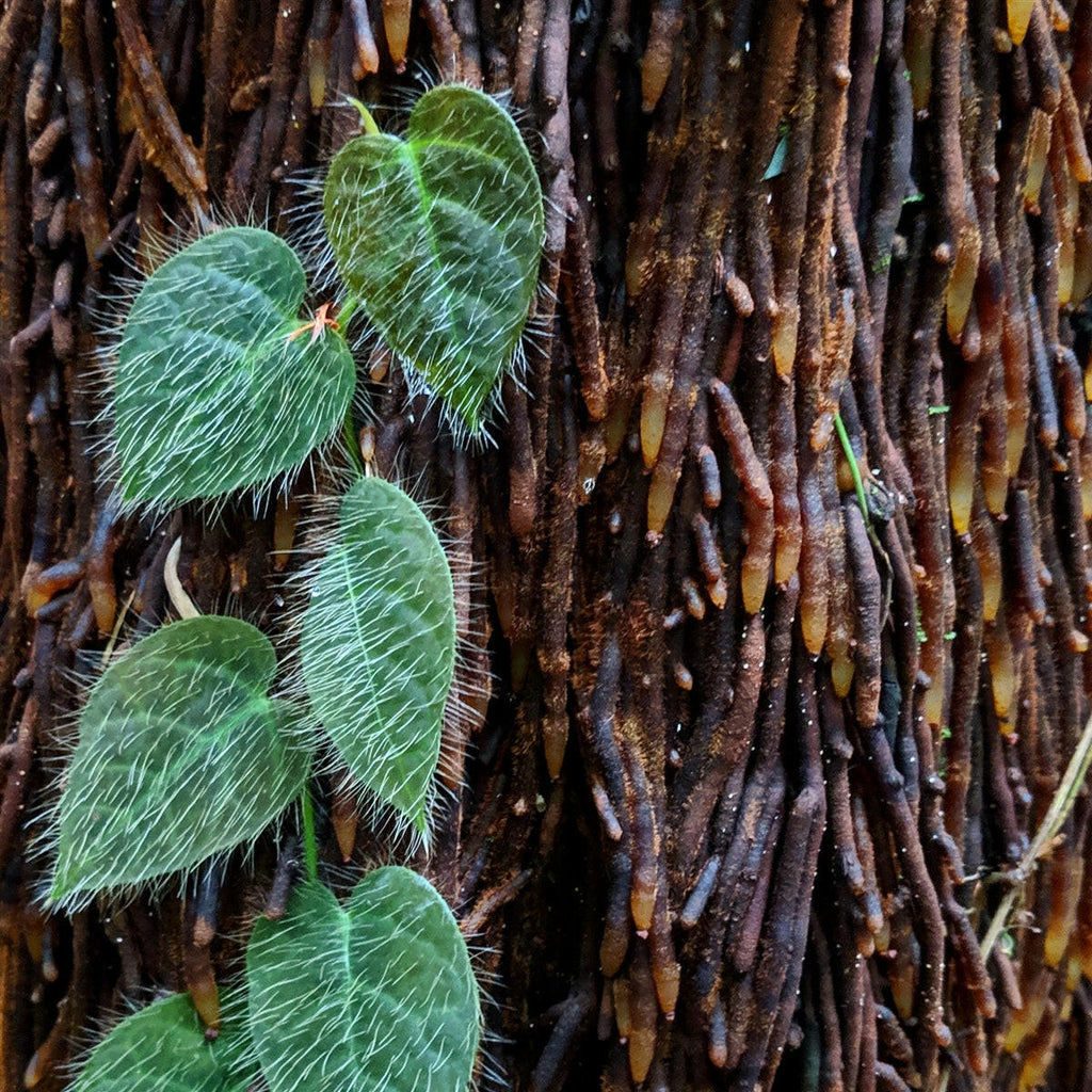 ADA - Ficus vilosa