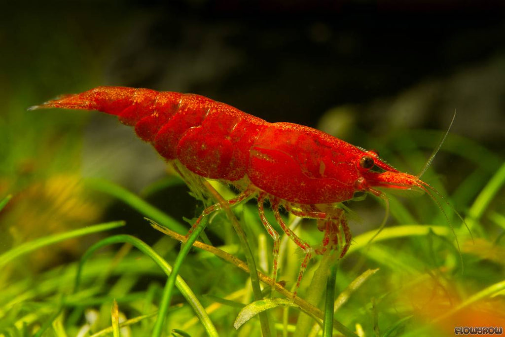 Classic Neocaridina -Taiwan