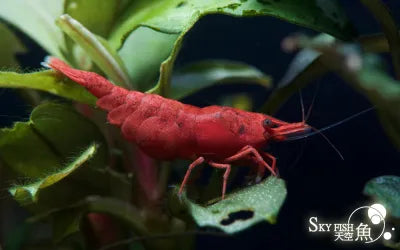 Skyfish -Neocaridina davidi 'Fire Red' (Fire red Shrimp)