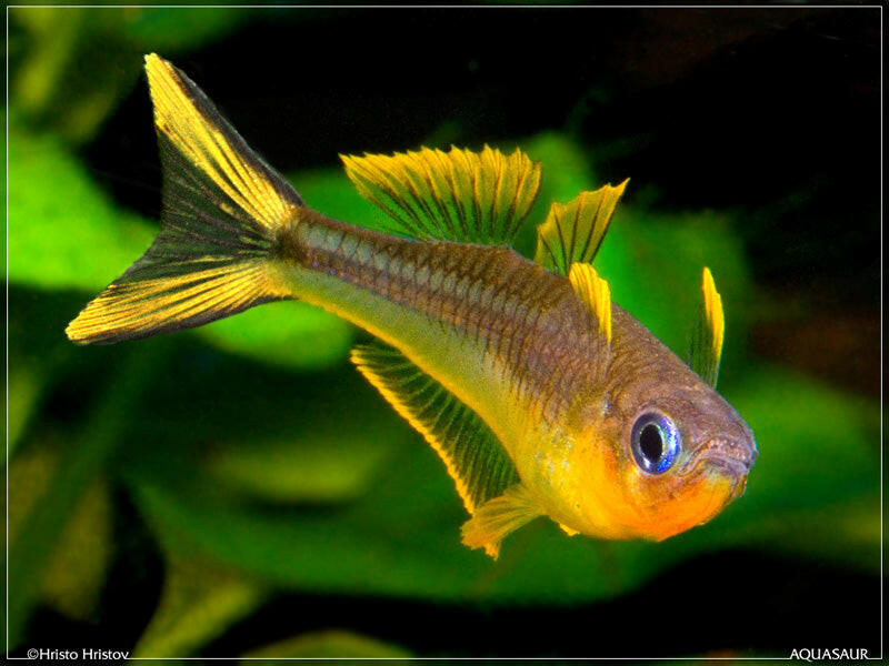 Pseudomugil furcatus (Forktail Rainbowfish)