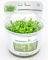 Dennerle - Glossostigma elatinoides