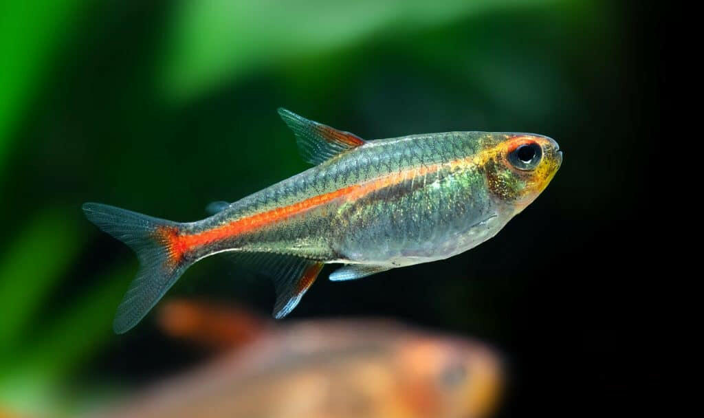 Hemigrammus erythrozonus (Glowlight Tetra)