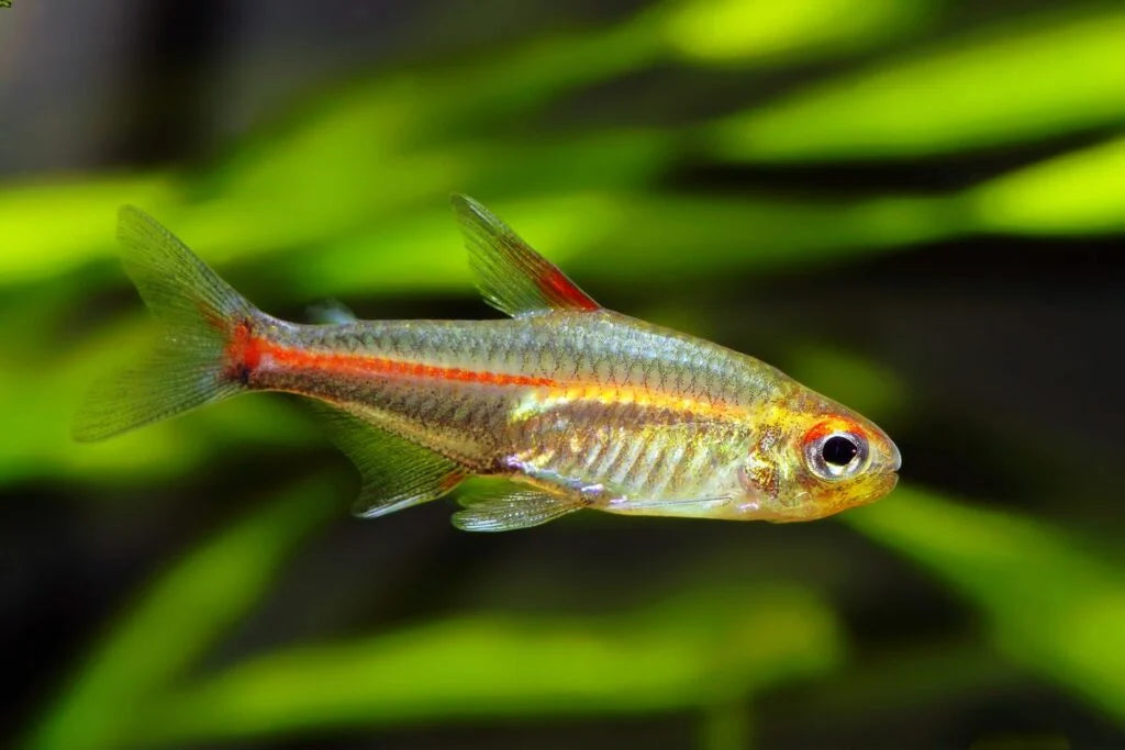 Hemigrammus erythrozonus (Glowlight Tetra)