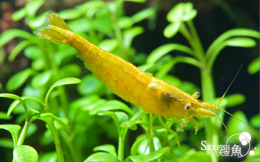 Skyfish - Neocaridina davidi 'Golden Back' (Yellow Golden Back  Shrimp)