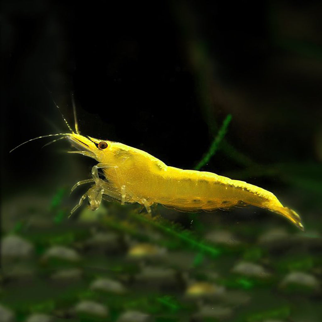 Classic Neocaridina -Taiwan