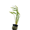 A Helanthium xingu (formerly Helanthium angustifolius) plant in a black net pot, displaying its long, slender green leaves that gracefully arch upward. The plant's roots are nestled in rock wool, making it easy to plant in an aquarium substrate. Its tall, grass-like appearance makes it a great background plant for planted tanks.