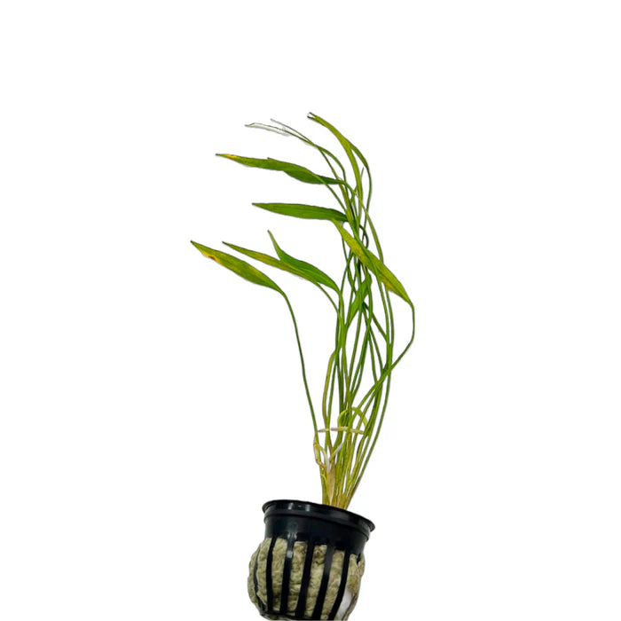 A Helanthium xingu (formerly Helanthium angustifolius) plant in a black net pot, displaying its long, slender green leaves that gracefully arch upward. The plant's roots are nestled in rock wool, making it easy to plant in an aquarium substrate. Its tall, grass-like appearance makes it a great background plant for planted tanks.