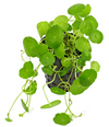 Hydrocotyle verticillata