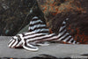 Hypancistrus zebra (L046 Zebra Pleco)
