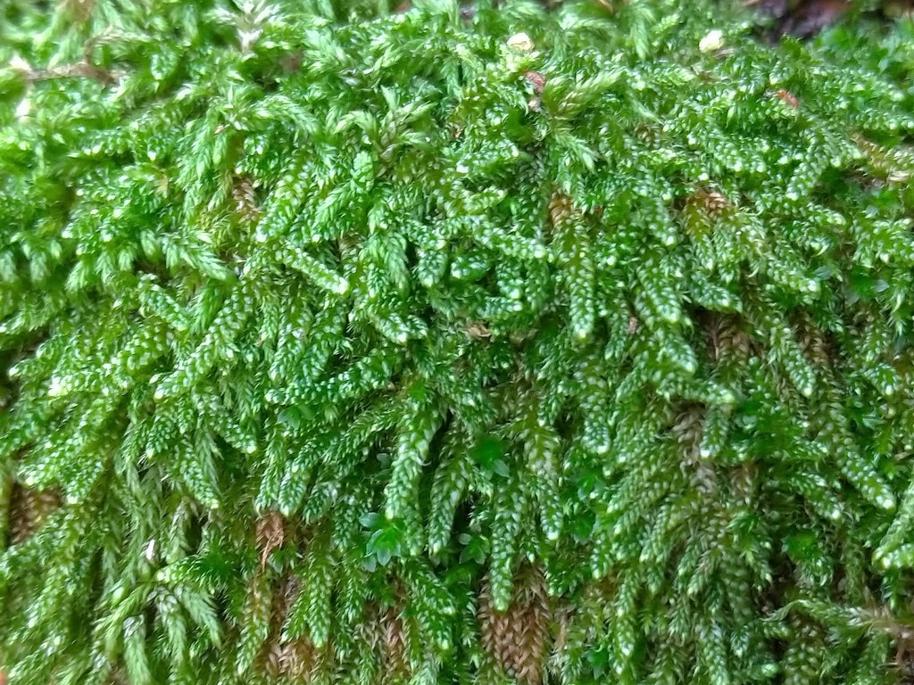 Hypnum Cupressiforme (Carpet moss)