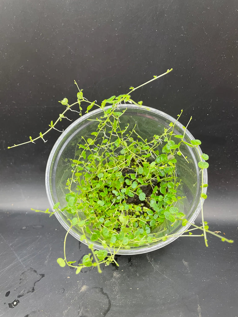 ADA - Peperomia emarginella - TC Cup-S