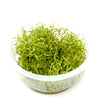 ADA - Rotala mexicana goais