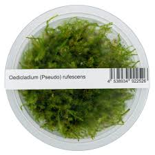 ADA - Oedicladium pseudo-rufescens TC Cup-S