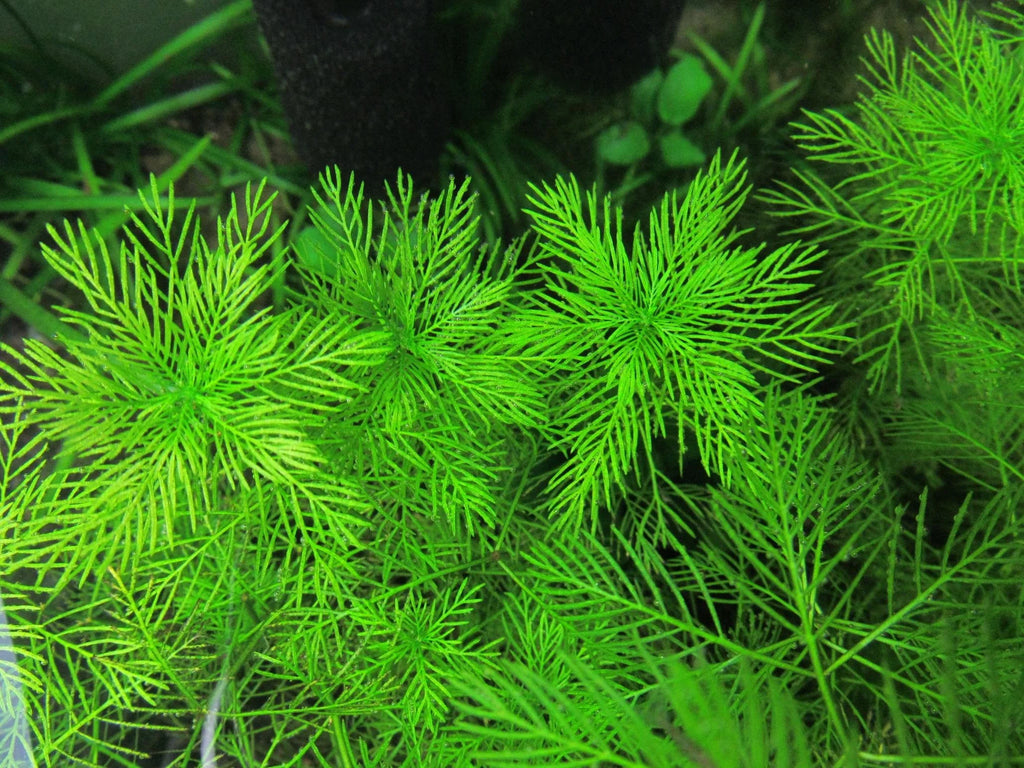 Myriophyllum matogrossense (Red)