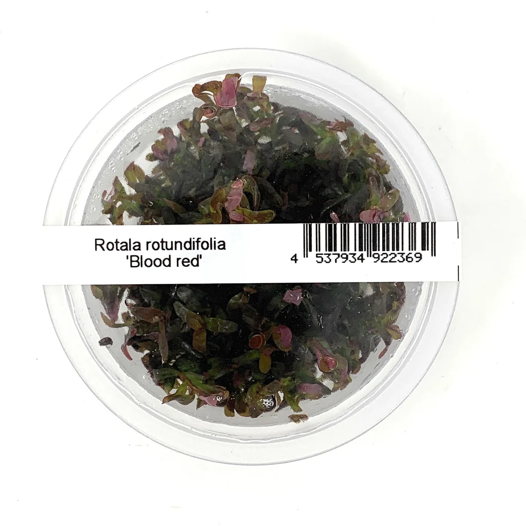 ADA - Rotala sp. Blood  Red Tissue Culture Small Cup