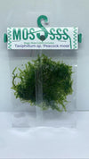 Taxiphyllum sp. 'Peacock moss' (Pouch)