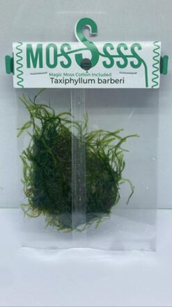 Taxiphyllum barbieri (Pouch)