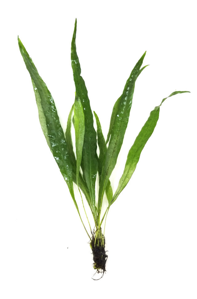 Microsorium pteropus 'Java Fern'