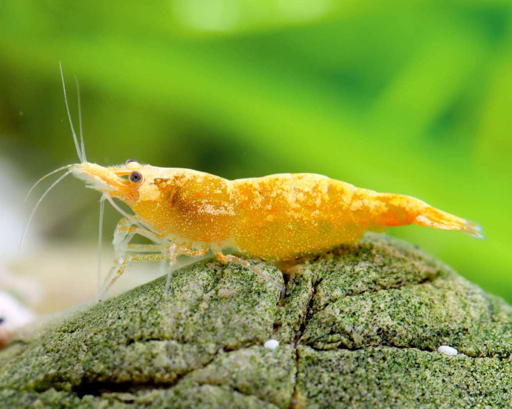 Skyfish - Neocaridina davidi 'Jinsha'(Jinsha shrimp)
