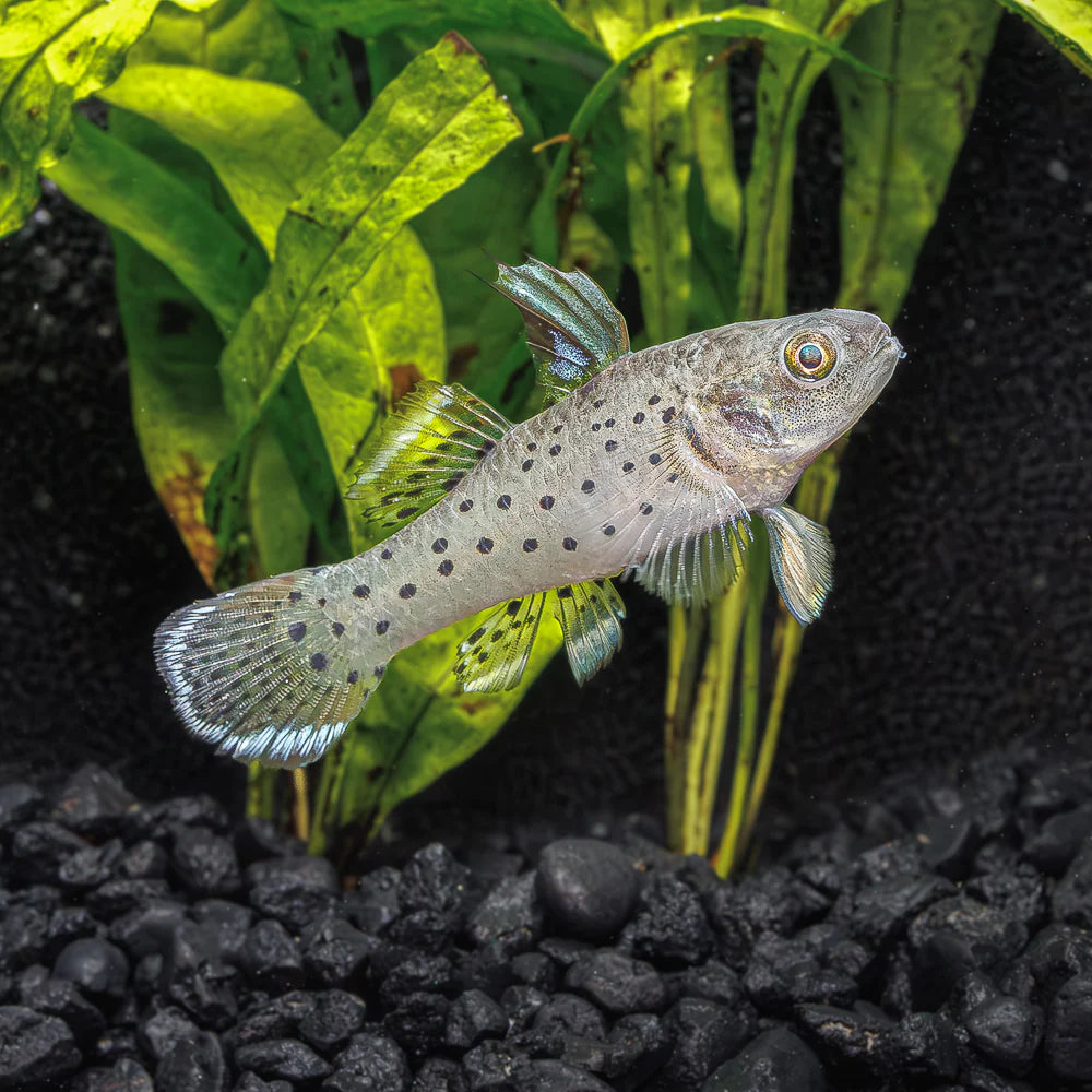 Stigmatogobius sadanundio (Knight Goby )