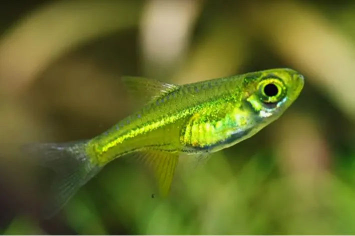 Microdevario Kubotai (Kubotai Rasbora)