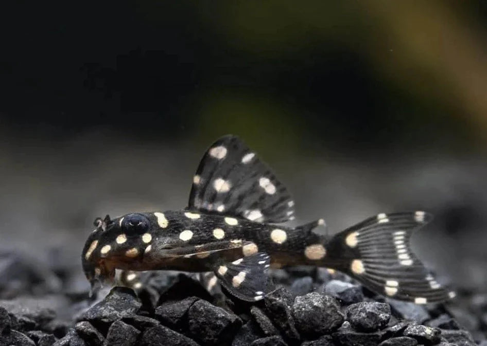 Hypancistrus sp. L471 (Dwarf Snowball Pleco)