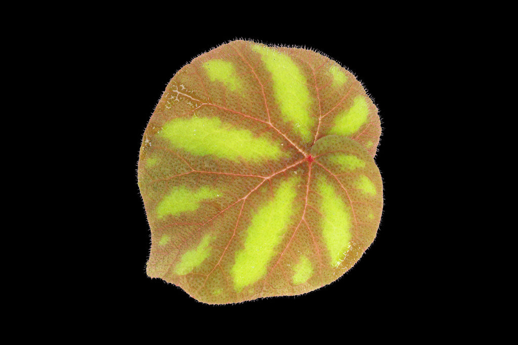 ADA - Begonia versicolor