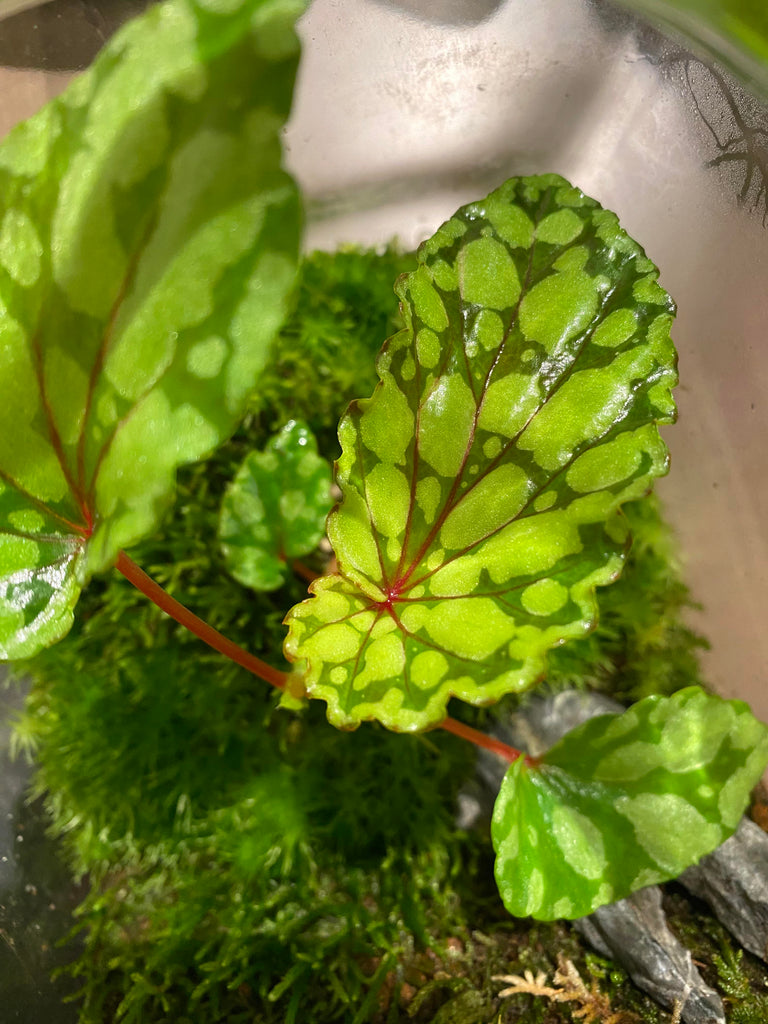 ADA - Begonia chlorosticta 'Green'