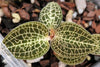 ADA -Anoectochilus roxburghii - Tall Cup