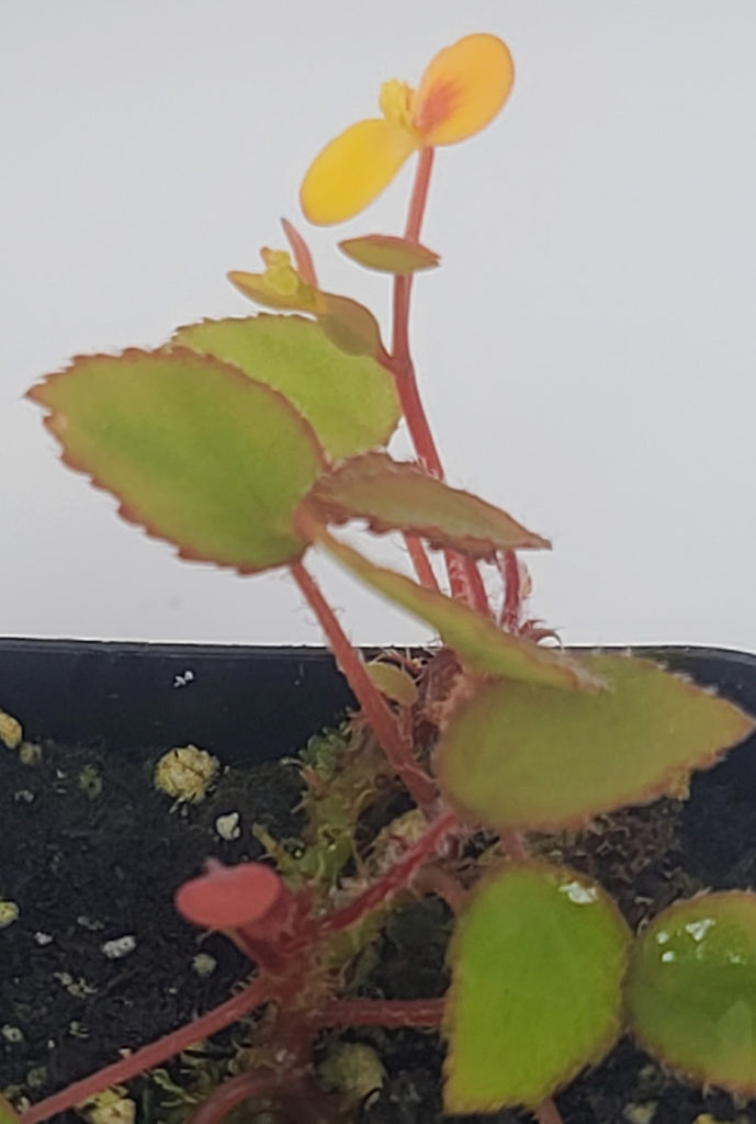 ADA - Begonia vankerckhovenii