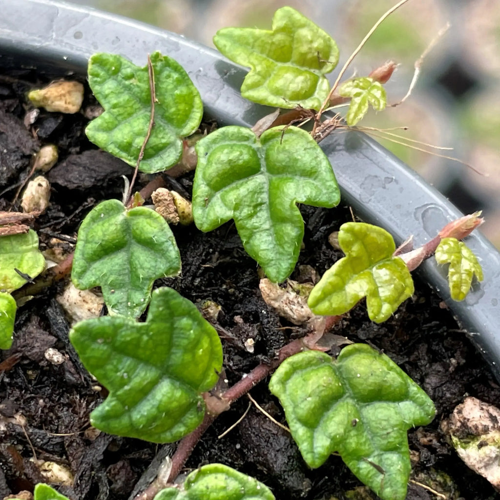 ADA - Ficus pumila 'Quercifolia'