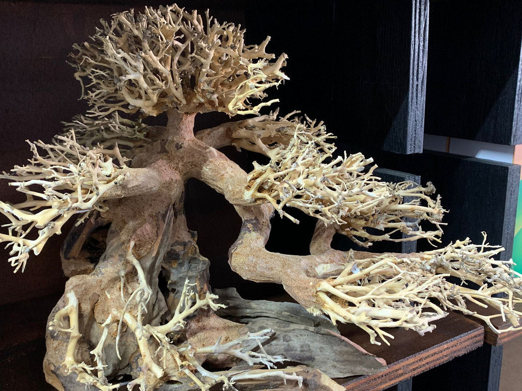 Bonsai Tree Aquarium Driftwood