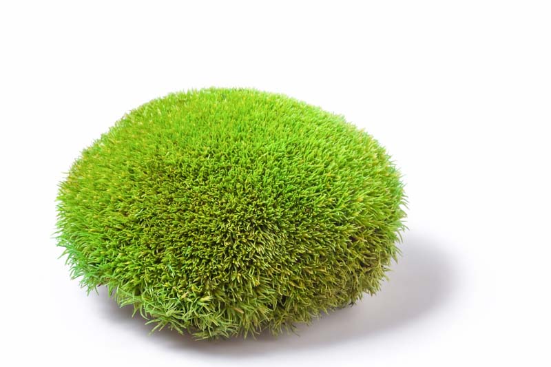 Leucobryum glaucum (cushion moss)