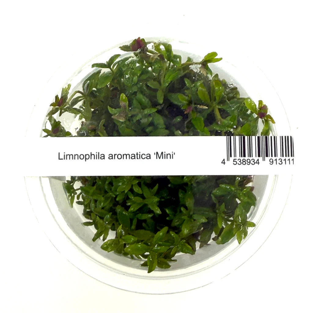 ADA - Limnophila aromatica ‘Mini’