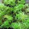 Live Sphagnum Moss(cup)