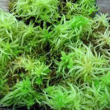 Live Sphagnum Moss(cup)