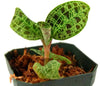Macodes petola - Jewel Orchid