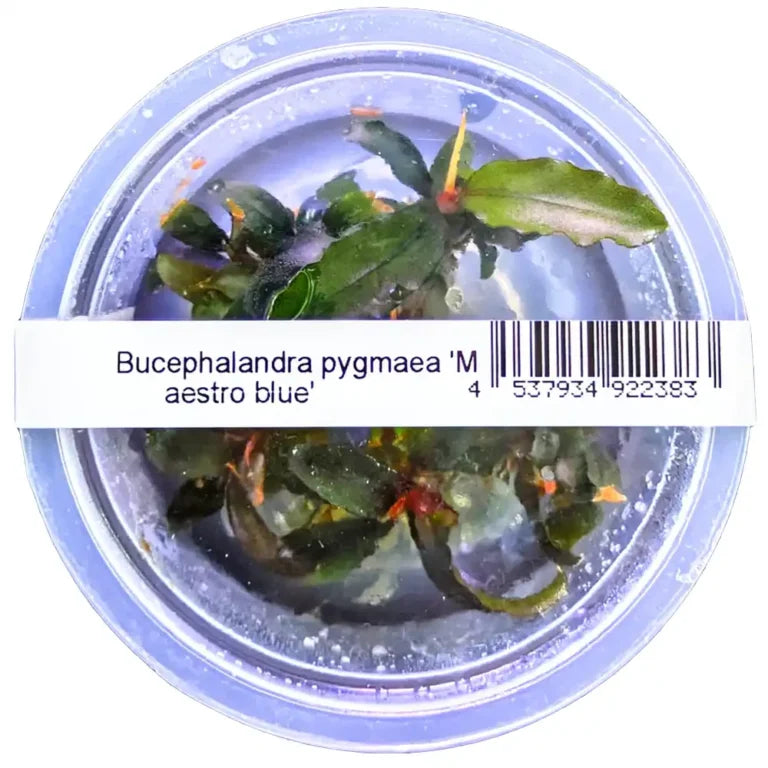 Bucephalandra pygmaea 'Maestro Blue'