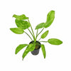 Stoffels Echinodorus cordifolius ‘Marble Queen’
