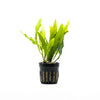 A potted Microsorum pteropus (Java Fern) aquatic plant against a white background. The plant has long, vibrant green, slightly wavy leaves growing from a black net pot, making it ideal for attachment to driftwood or rocks in freshwater aquariums.