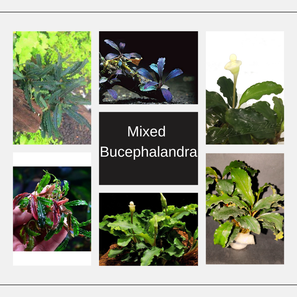 Bucephalandra - Mix Portions AOA