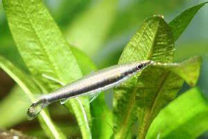 Nannostomus unifaciatus (One-lined pencilfish)