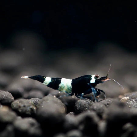 NM - Caridina cf. cantonensis (Black King Kong Panda)
