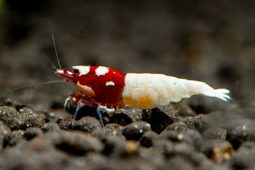 NM - Caridina cf. cantonensis (German Spotted Pinto Red Mix)