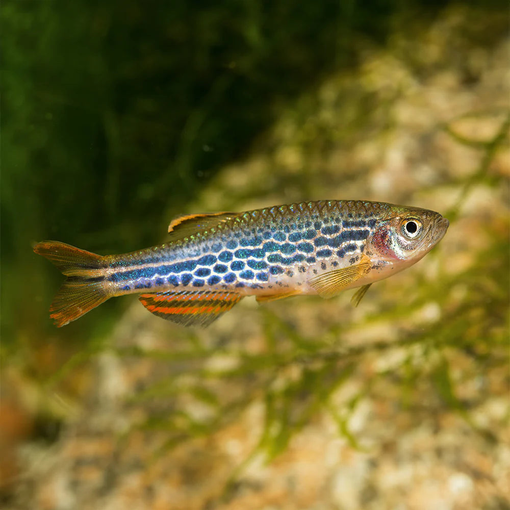 Danio kyathit   (Orange-Finned Danio)