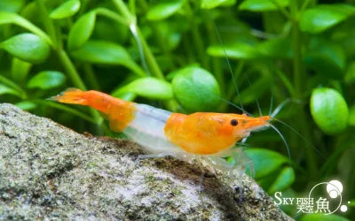 Skyfish - Neocaridina davidi 'Orange Rili' (Orange Rili Shrimp)