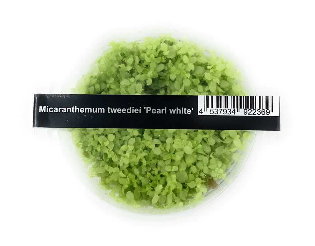 ADA - Micranthemum umbrosum 'Pearl White' Tissue Culture