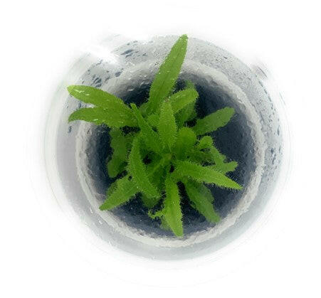 ADA - Drosera adelae Tissue Culture Small Cup